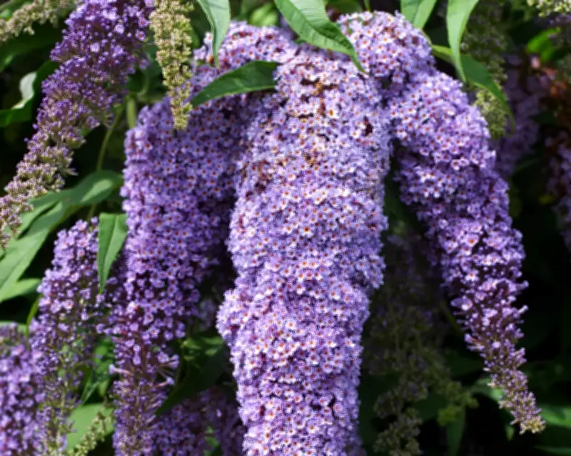 Tame Your Butterfly Bush: The Essential Guide to Pruning Buddleja Now