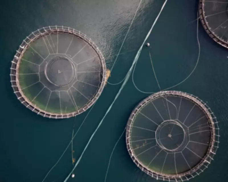 Tasmania Bans Florfenicol in Salmon Farms to Combat Antibiotic Resistance