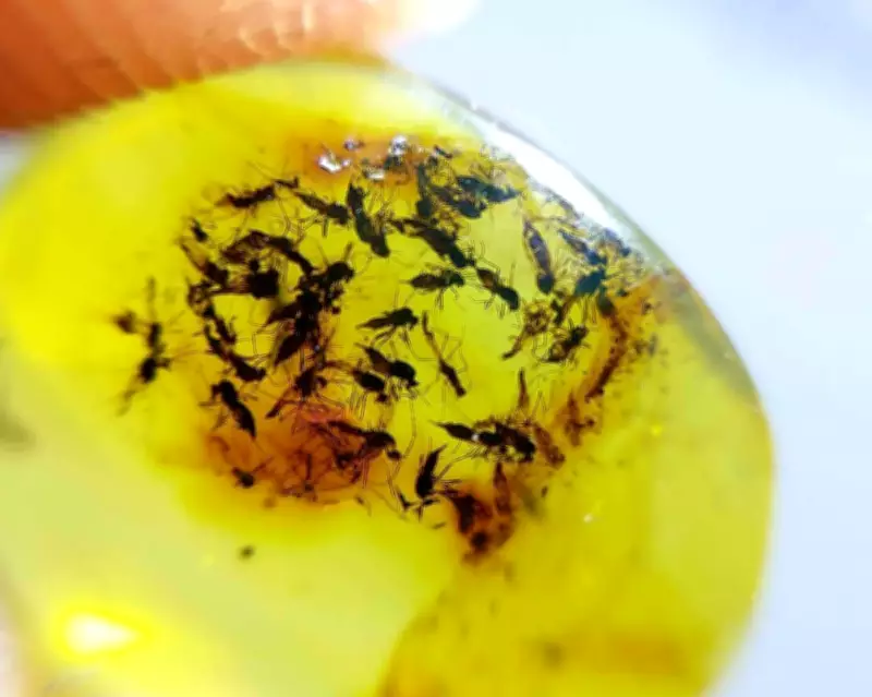 Taxonomist Shortage Threatens Species Identification and Conservation