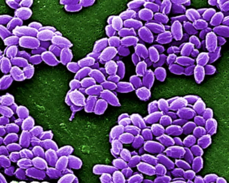 Taxonomy: The Unsung Hero of Science Deserves Greater Recognition