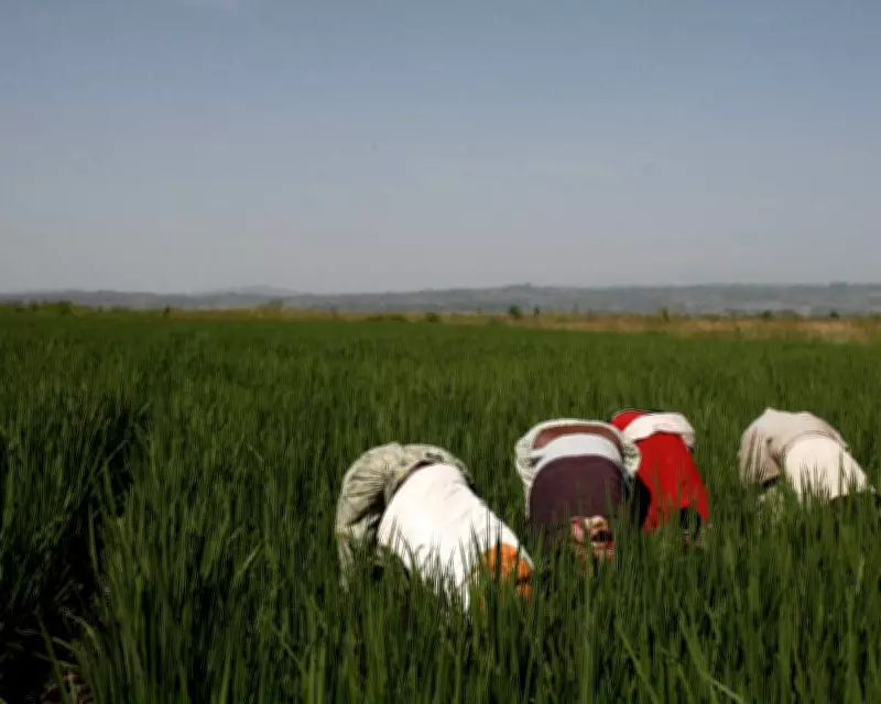Tech Giants and AI Farming Tools 'Playing with Global Food System', Warns Thinktank