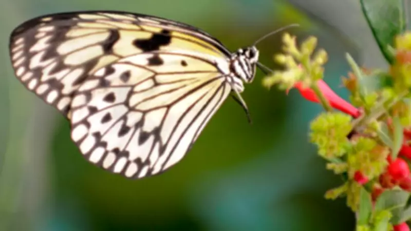 UK Banknotes to Feature Wildlife Instead of Historical Figures