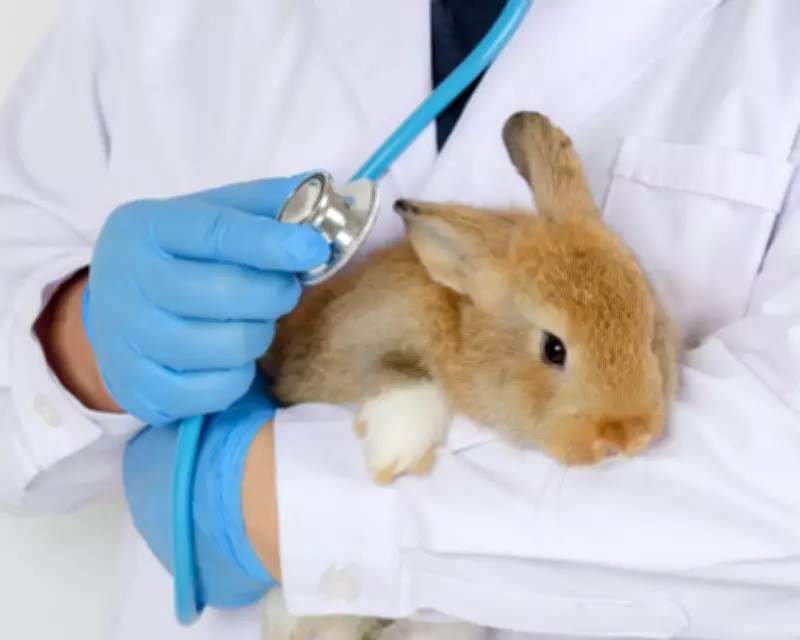 UK Vets Face Fee Crackdown: Prescription Caps and Price Transparency Ordered