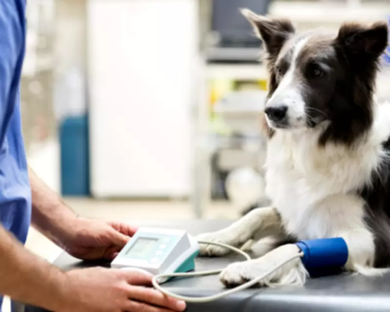 UK Vets Overcharged Pet Owners £1 Billion, Watchdog Reveals