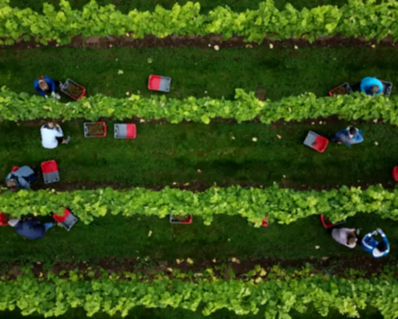 UK Wine Production Soars in 2025 with Record Harvest and Quality