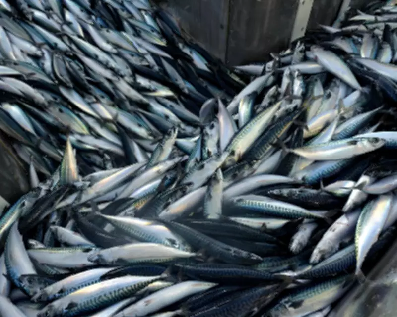 UK's Marine Protected Areas Scandal: Overfishing Threatens Ocean Ecosystems