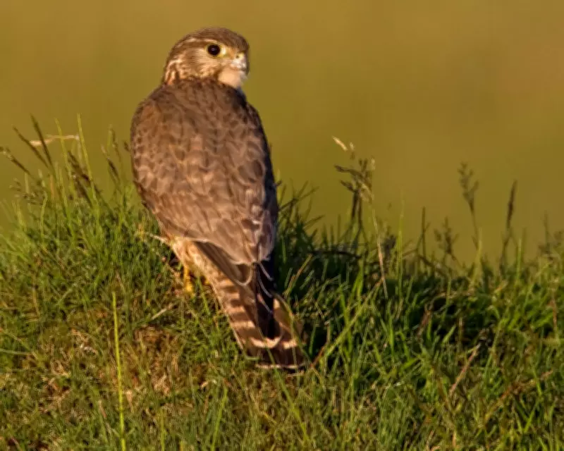 UK's Merlin Among 200 Species at Risk of Extinction in 20-Year Climate Window