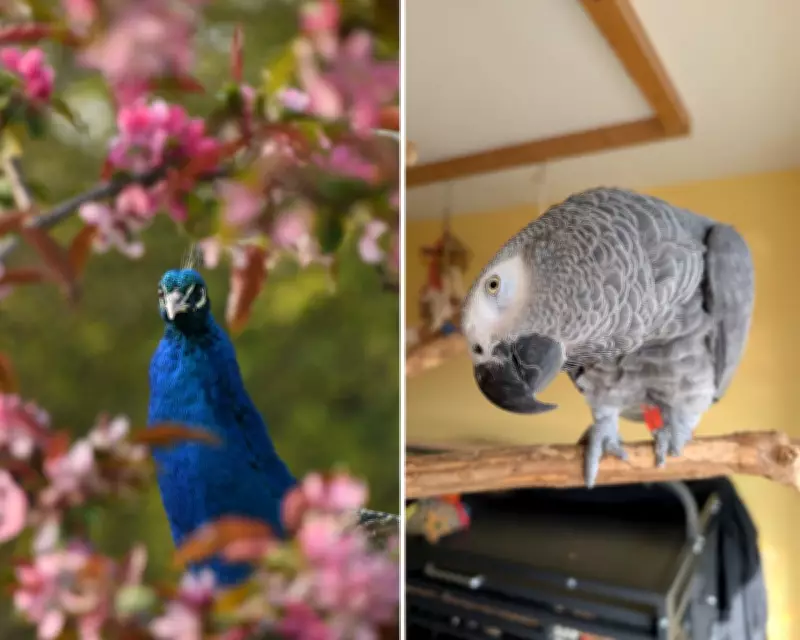 UK's Premier Exotic Animal Hospital Faces Closure Amid Corporate Takeover