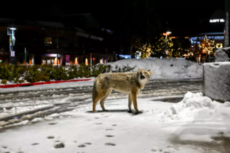 Urban Coyote Study Reveals Surprising Adaptations to City Life