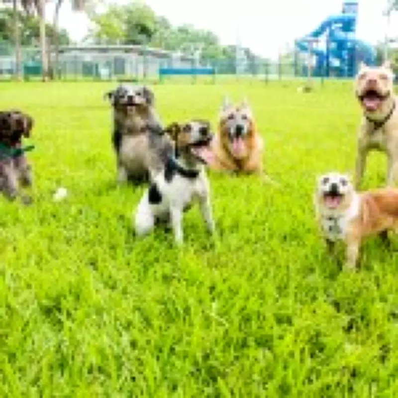 Vet Warns: UK's Most Popular Dog Breeds Are Worst for First-Time Owners