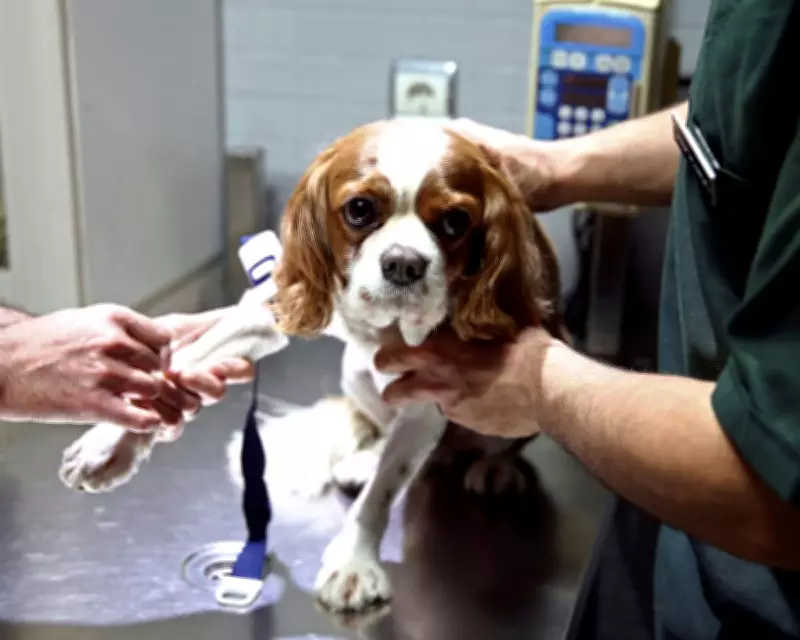 Veterinary Care Crisis: Rising Costs and Corporate Takeovers Threaten Pet Owners