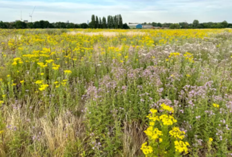 West London's Warren Farm Officially Declared as New Nature Reserve