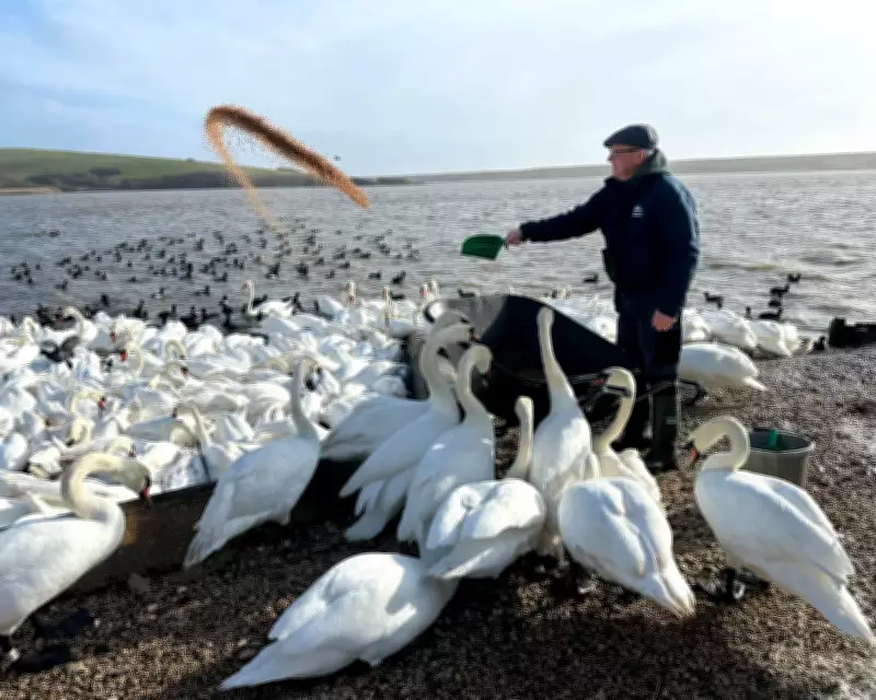 Wild Swans in Crisis: When Nature Needs Human Intervention