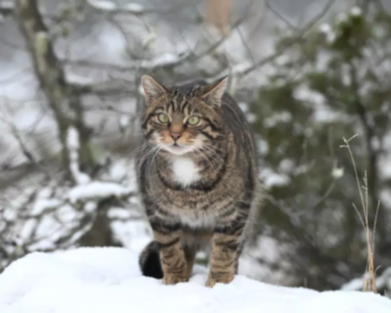 Wildcat Population Surges Across UK, Marking Conservation Milestone