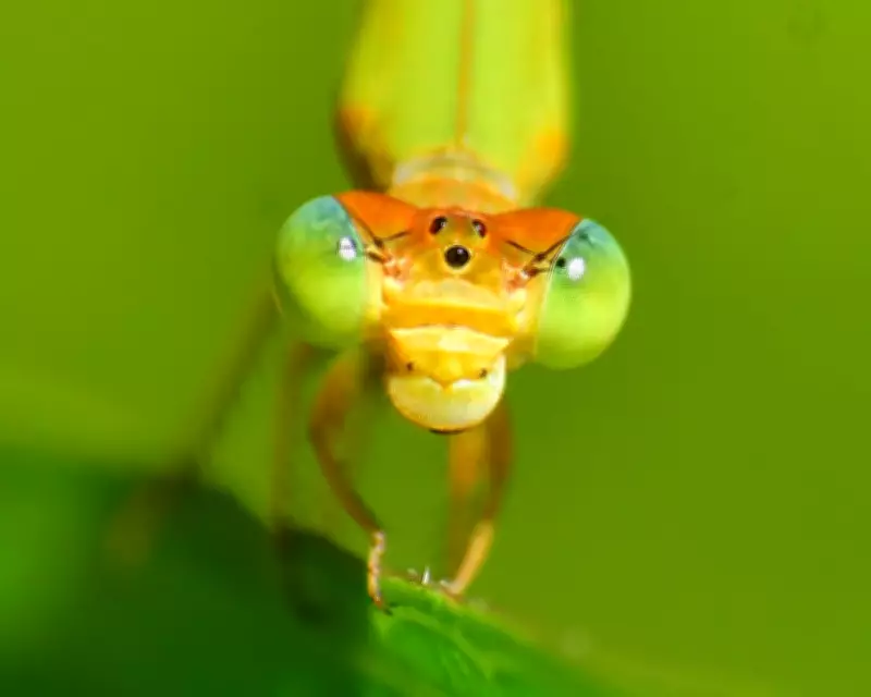 Wildlife Wonders: From Lynx Hunts to Emerald Vipers in Global Photo Roundup