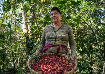 Central America's Coffee Crisis: Small Growers Struggle as Climate and Prices Collide