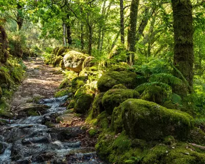 EU Court Fines Portugal for Failing to Protect Biodiversity