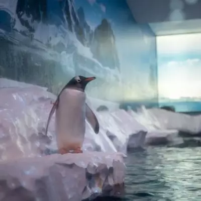 London Aquarium Owners Face Pressure Over Captive Penguins' Future