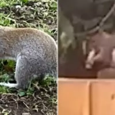 London Squirrel Vaping Video Confirmed Authentic, Sparks Animal Welfare Concerns