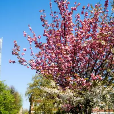 Met Office Forecast: Spring Warmth Returns to London After Chilly Weekend