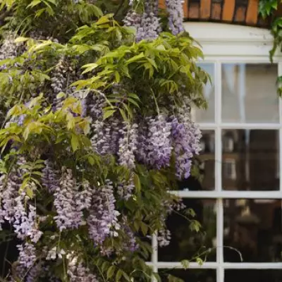 North London Woman Accused of Crutch Attack After Wisteria Destruction