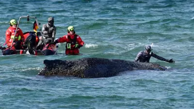 Rescue Race for Stranded Humpback Whale in Baltic Sea as Time Runs Out