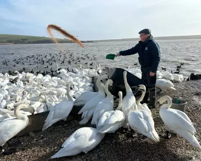 Wild Swans in Crisis: When Nature Needs Human Intervention