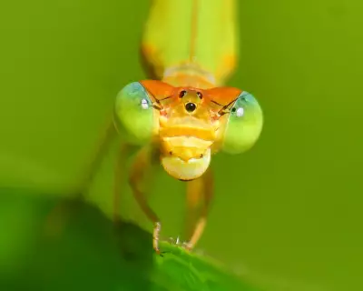 Wildlife Wonders: From Lynx Hunts to Emerald Vipers in Global Photo Roundup