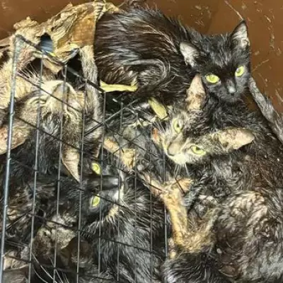 Woman Banned from Owning Pets After 23 Cats Found in Wheelie Bin - 8 Dead