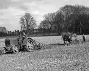 1951 Country Diary: Ploughmen Skip Competitions for Their Own Fields