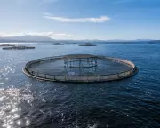 Albanese Government Ignored Environmental Advice on Tasmanian Salmon Farming