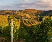 Australia-EU Trade Deal: Cheaper European Goods, Angry Farmers