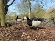 Barnacle Geese Thrive in Norfolk: From Siberian Migrants to Local Breeders