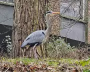 Belfast Heron Colony: Early Breeders Navigate Storm-Damaged Nesting Grounds