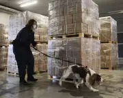 Belgium Faces Narco-State Threat as Drug Cartels Infiltrate Society