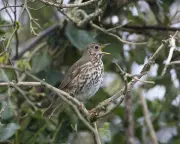 Bird Walks Reveal Song Thrush Mimicry and Rare Geese in North York Moors