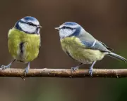 Blue Tits: The Feisty Garden Birds We Often Overlook