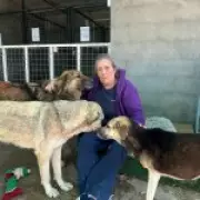 British Dog Shelter in Iraq Faces Euthanizing 700 Animals Amid Eviction Order