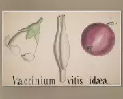 Cambridge Revives Darwin's Botany Course with Rare 200-Year-Old Archive