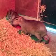 Capybara Samba Escapes Marwell Zoo in Hampshire, Search Intensifies