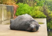 Concerns Grow for Declining Fur Seal Spotted in Sydney's Cooks River