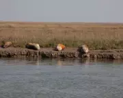 Conservation Leaders Clash Over UK Habitat Protection and Green Building