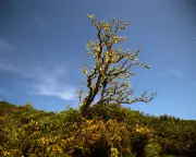 Country Diary 1926: The Gorse Blazed Day and Night in a Fiery Display