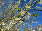 Country Diary: The Miraculous Power of Spring Buds in Welburn