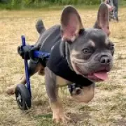 Couple Creates World's First Disabled Dog Racetrack in Lincolnshire