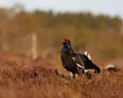 Dawn Search for the Rare Black Grouse in Wales' Largest Moor