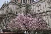 Discover Central London's Stunning Cherry Blossoms This Spring Season