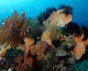 Earth's Energy Imbalance Hits Record High, Threatening Oceans and Climate