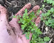 Edible Garden Weeds: Transforming Nuisances into Nutritious Kitchen Crops