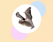 Eight Essential Steps to Protect Britain's Bats and Boost Biodiversity